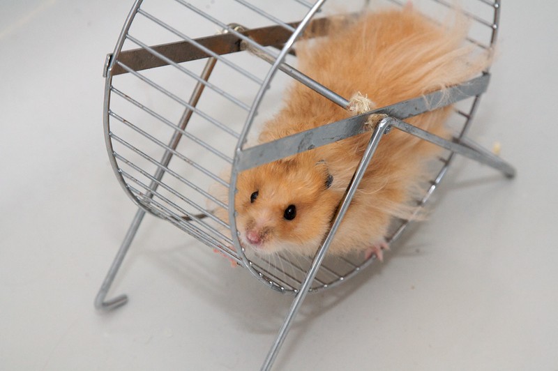 Hamster im Hamsterrad