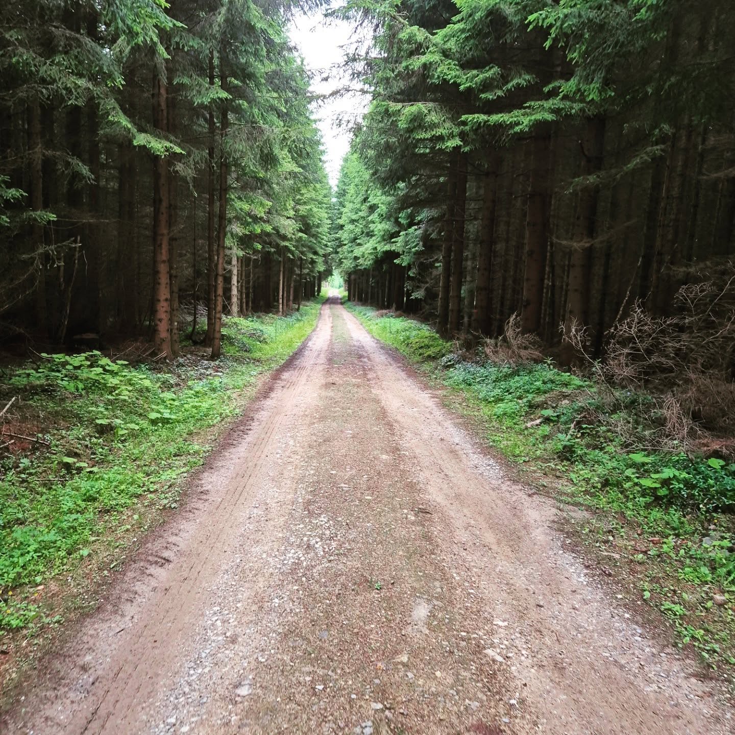 Forststraße in Ottenschlag